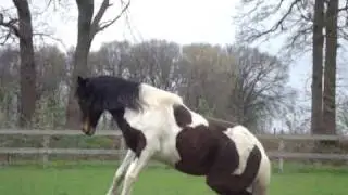 Our happy horses and Flip doing some WEIRD jumps haha! =)