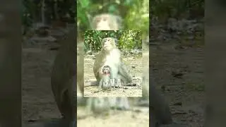 #Shorts Pitiful Baby Monkey Ariana Was B Eaten By Daddy Aron And He Was Crying Very Loudly Asking Fo