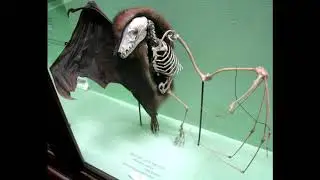 Bat to the Future (Bat Evolution) | Overnight Experts 001