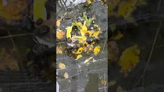 Apple Snail eats vegetables, Pumpkin | 20 Day 🐚🥬