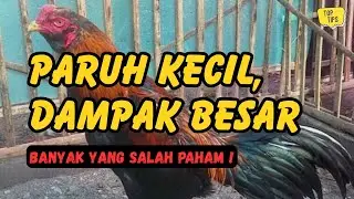 Banyak Penghobi Salah Paham: Cara Membaca Karakter Ayam dari Paruh Lurus