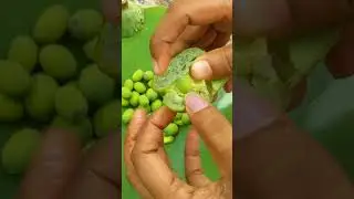 Rural River exploration and Lotus Seeds 😍
