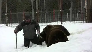 Karhut ja Sulo Karjalainen.  Kevättä 2011/Kuusamon Suurpetokeskus