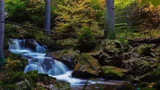 Relaxing River Sounds with Birds signing SOUNDS
