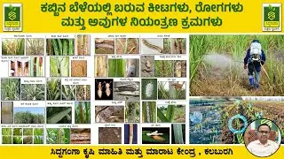 🌾🌾ಕಬ್ಬಿನ ಬೆಳೆಯಲ್ಲಿ ಬರುವ ಕೀಟಗಳು, ರೋಗಗಳು ಮತ್ತು ಅವುಗಳ ನಿಯಂತ್ರಣ ಕ್ರಮಗಳು🌾🌾