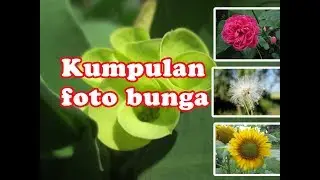 Kumpulan foto bunga desa penyejuk hati