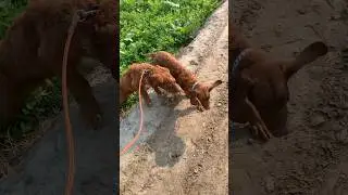Raw and Messi pointer dogs🐶 #punjab#villagelife#hunting #bahriatownlahore #villagevlog #pointerdog