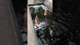 DIY KOI POND Koi Fish #backyardpond #koi #pondpump #fish #fishkeepinghobby