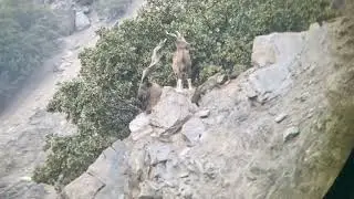 Markhor Janwar | Chitral Gol National Park 
