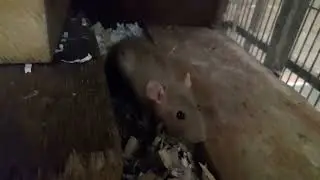 Zephyr the Mink Colured Rat 18th Of September 2023