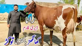 🐄 Khanghar Cows for Sale | Red Friesian Cows & Heifers | Imported Dairy Cows in Pakistan 2025 🔥