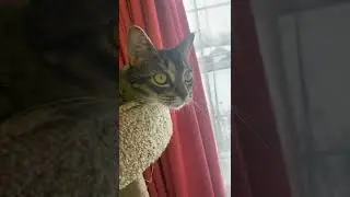 Meet my animals (part 3/5) #cat #cute #funny #patty #funfelines