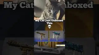 My Cat made me Rich #ohnepixelfunnymoments #cs2 #csgo