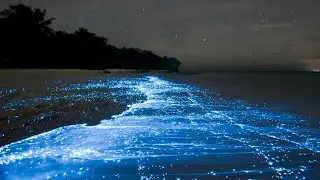 Bioluminescence Is Amazing
