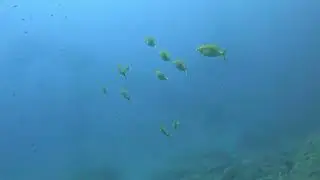 Dive ref 21149 -Ta Cenc - 2025.08.24