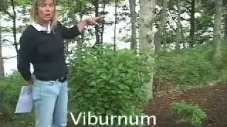Cape Cod Gardening with Native Plants