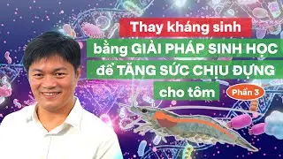 Tôm biếng động thời tiết phần 3