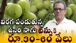 విరగ పండుతున్న ఉసిరి సాగు || Amla farming || Indian Gooseberry Farming in telugu | Sreekaram Farming