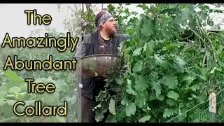 The Amazingly Abundant Tree Collard! (Plus My Favorite Saut&eacute;ed Greens Recipe)