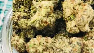Dank Dynasty THCASMALLBUDS.com ☁️ 🥼 x 🦩 