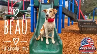 Beau | 7 Month Old Catahoula ACD Mix | Best Trained Dogs of OR | Portland Offleash K9 Training