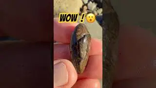 Tiny Shiny Fossil Surprise ⁉️😮#fossilhunting#jurassiccoast#shark