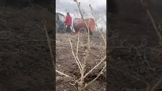 Посадка чёрной смородины #чернаясмородина #сад #бизнесснуля #село #бизнеснаселе #природныевитамины