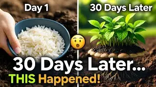 I Buried Cooked Rice in My Garden.. 30 Days Later, THIS Happened
