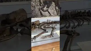 Canis dirus