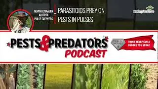 PESTS & PREDATORS EP 16: Parasitoids Prey on Pests in Pulses