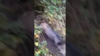#animals #humour #chasse #chasseur #sanglier  #passion #nature #funny #music #festival
