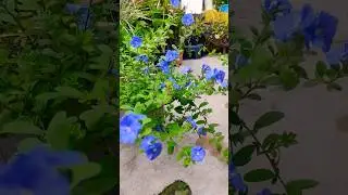 #shorts permanent flower plant/blue daze flower plant#garden#gardening#plants#diy#bluedaze#flowers