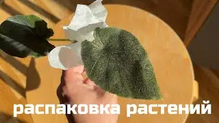 Распаковка моих новых растений. 