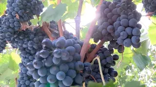 Vignoble, le temps des vendanges