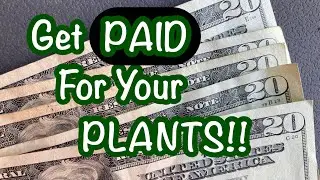 Простой способ превратить ваши растения в деньги 🍃🍃 Работа на дому: продажа растений