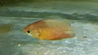 www.fishinnet.net Colisa Labiosa red