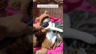 Cat and his brothers shocked by snoring caught on mic 🎤 .😂#cats #shorts #catvideos #funnycats