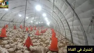 انواع دجاج اللحم في الجزائر#اليوم 27من دورة#تربية دجاج التسمين