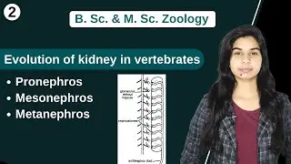 Comparative anatomy of Urinogenital system || Evolution of kidney in vertebrates || Zoology