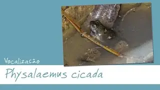 Physalaemus cicada