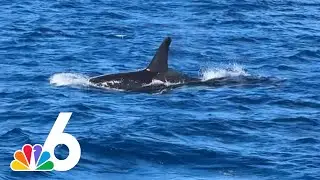 &lsquo;Once-in-a-lifetime' sighting: Orcas spotted off Florida coast