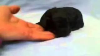 06 Lil Poodles toy poodle
