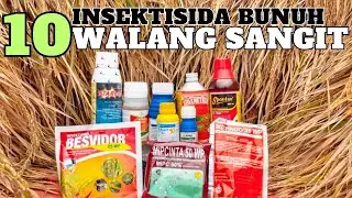 10 insektisida obat walang sangit untuk padi paling ampuh, cara cepat membasmi hama walang sangit 