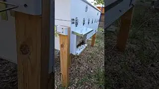 Getting ready for a hot day #bee #honey bee #heat wave #horizontal hive