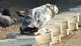 🗣️ Day 27 Kabutar vloge 👍🏻#pigeon #kabootar #kabutar #fyp 