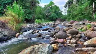 Relaxing Focus, Peaceful Mind | Clear Forest River Flowing Gently Among Smooth Stones