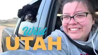 Unexpected Wildlife Adventure at Antelope Island | RV Life Near Salt Lake City | Full-Time RV Life