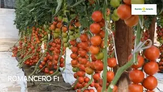 I Jornadas de Tomate de Ramiro Arnedo en La Cañada (Almería)