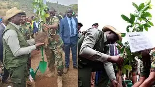 President Ruto's plan to plant 15 billion trees by 2032
