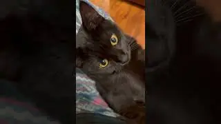She always decides to play when it&rsquo;s time for bedtime 😭🐱💤 #petsofyt  #viral #kitty #funnyvideo
